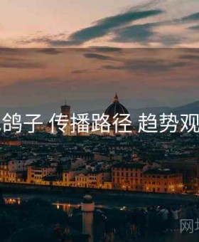 电鸽子 传播路径 趋势观察