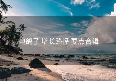 电鸽子 增长路径 要点合辑